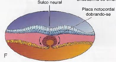 Processo notocordal e notocorda Formação da notocorda (dobramento da placa