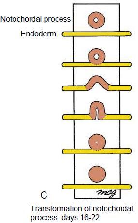 Processo notocordal e notocorda Formação da notocorda a partir do processo notocordal