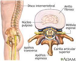 Processo notocordal e notocorda Funções da notocorda: - Define o eixo do embrião e confere rigidez. - Fornece sinais para o desenvolvimento do esqueleto axial e o sistema nervoso central.