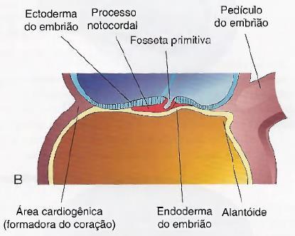 Formação do