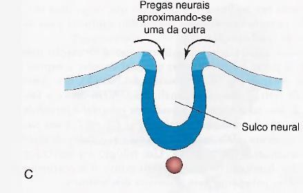 2008. Embriologia