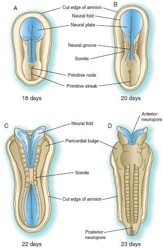 Neurulação O fechamento do tubo neural começa aproximadamente na metade da extensão craniocaudal do sistema nervoso (dia 21 ou 22).