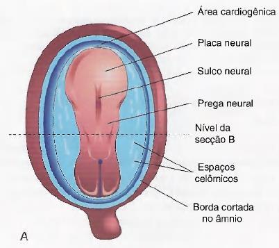 Formação de vários tipos de mesoderma, dos