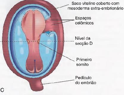 celoma intra-embrionário e os somitos: Fonte: