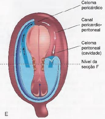 Formação de vários tipos de mesoderma, dos somitos e do celoma intra-embrionário Formação do celoma