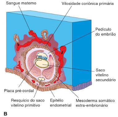 Desenvolvimento inicial do sistema cardiovascular No final da segunda semana os nutrientes e o O 2 são obtidos por difusão através do celoma