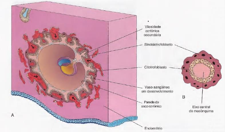 Formação de vilosidades coriônicas Vilosidades secundárias: