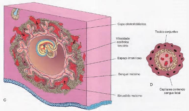 Formação de vilosidades coriônicas Vilosidades terciárias: