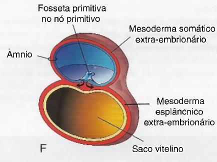 2008. Embriologia