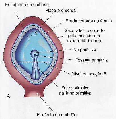 Gastrulação A formação da linha primitiva é induzida provavelmente por moléculas de sinalização da família de TFG-β e Wnt. Carlson B.