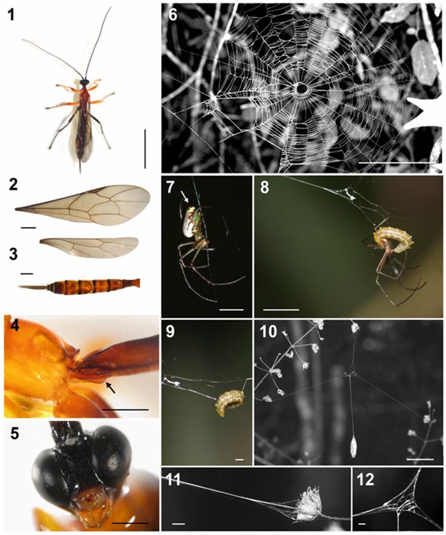 Figuras. 1-5: 1. Vista dorsal de fêmea de H. sp. nov.; 2. Asas anterior e posterior; 3. Metassoma (vista dorsal); 4. Metassoma (protuberância arredondada ventral- seta); 5.