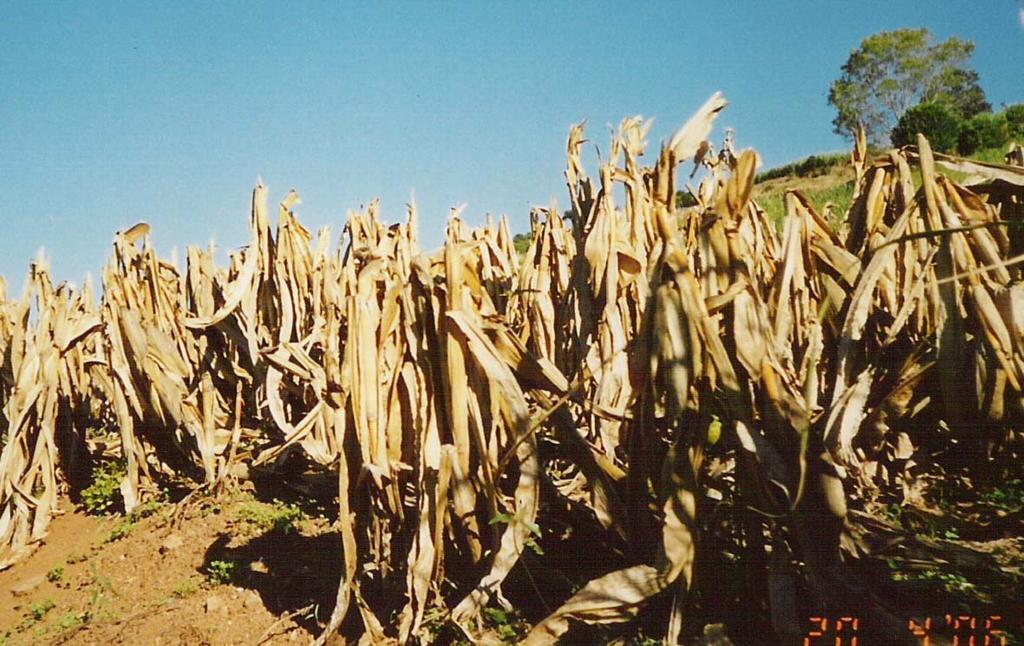 c/ madeira maravalha de