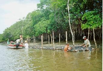 Cultivo de Ostras 1. Cultivo no Estuário do Rio Pacoti, Ceará 2.