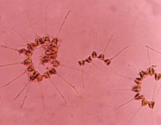 LABORATÓRIO DE PLÂNCTON Fitoplâncton: Taxonomia e Ecologia do Fitoplâncton Marinho Costeiro e Oceânico e Estuarino (composição, distribuição, produtividade, biomassa e densidade celular do