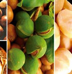 Óleo de Argan Proveniente da àrvore marroquina Argânia, conhecido também como Ouro de Marrocos, é uma fruta daquela região e tem um poder fantástico de