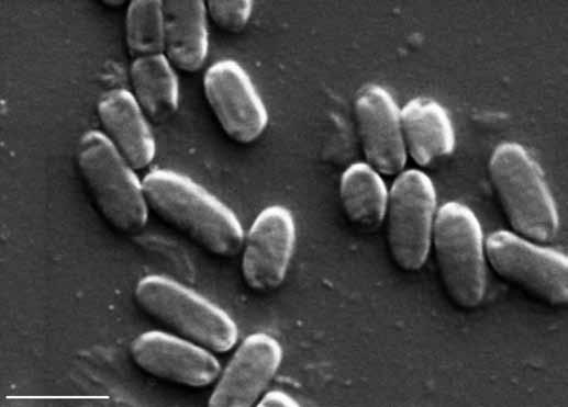 Agrobacterium rhizogenes linhagem K599 (selvagem)