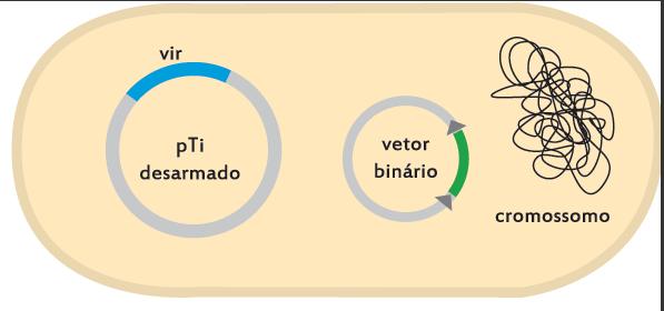 seleção Resistência a higromicina (UBI promoter)