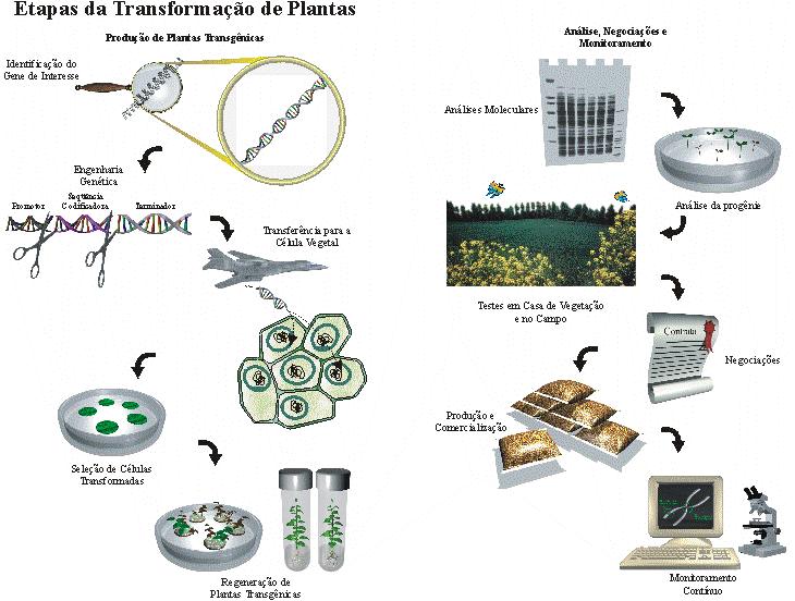 Etapas da Transformação de Plantas Identificação do Gene Produção de Plantas Transgênicas Análise, Negociações e Monitoramento Análises Moleculares Engenharia Genética Transferência para Célula