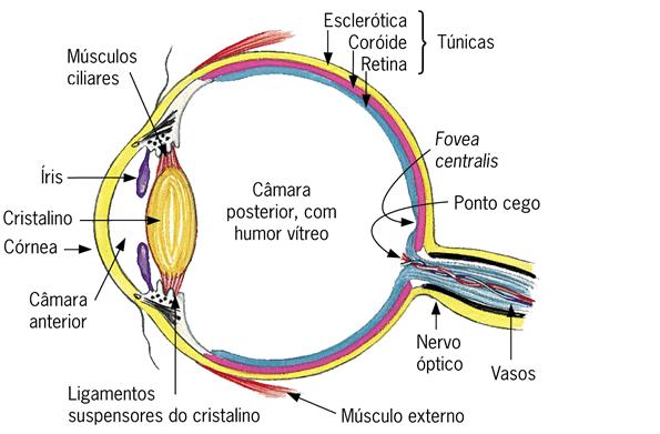 Funcionamento da visão 30% 59% 11% O olho humano trabalha com comprimento de ondas na faixa visível no