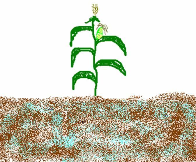 A matéria orgânica é encontrada principalmente nas camadas superficiais do solo, suprindo os nutrientes aos vegetais e