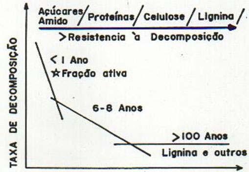 Estabelecimento prolongado de uma cobertura vegetal equilíbrio entre a adição e a