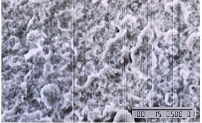 Figura 3: Micrografias eletrônicas de varredura (MEV) da superfície de fratura do composto de PVC com e sem fibras de bananeira com aumento de 500x.