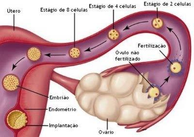 Dois milhões de espermatozoides liberados na ejaculação e apenas 1 vai penetrar e fecundar o óvulo,