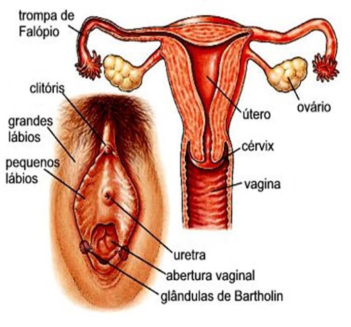 Órgãos genitais femininos Grandes lábios: apresentam-se cobertos de pelos após a puberdade; Pequenos lábios: encontram-se escondidos pelos grandes lábios; Clitóris: é uma estrutura