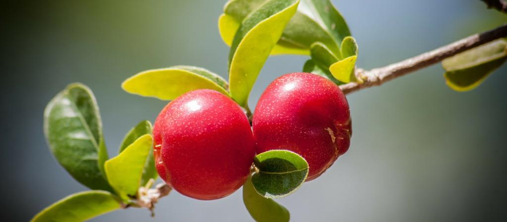 04.Várias acções promovem a campanha da cereja do Fundão 2018 Fonte: Frutas, Legumes e Flores Lisboa, Porto, Algarve, Alentejo e Fundão recebem várias acções no âmbito da campanha da cereja do Fundão