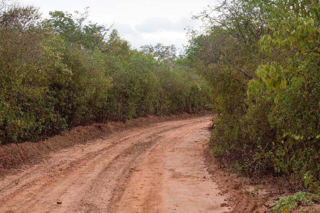 Figura 2. Estrada de acesso às instalações da Floresta Nacional Contendas do Sincorá (BA). Figure 2. Access road to the Contendas of Sincorá National Forest (BA).