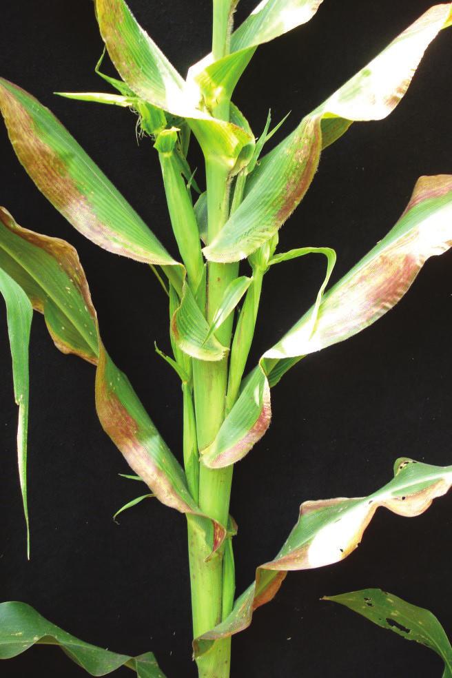8 Figura 8. Planta de milho com sintomas característicos do enfezamento-vermelho (avermelhamento foliar e proliferação de espigas).