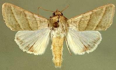 Heliothis