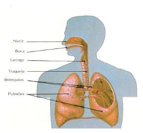 SISTEMA RESPIRATÓRIO O sistema respiratório (figura 1) é o conjunto de estruturas, que permitem a obtenção de oxigénio, pela corrente sanguínea e a