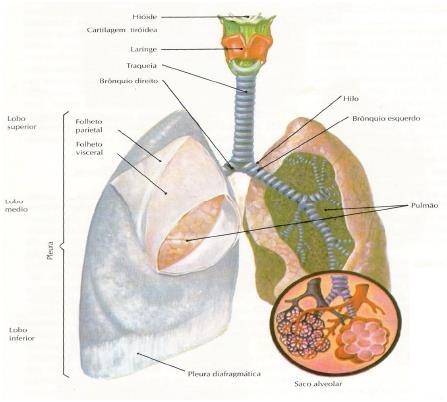Os pulmões são os órgãos mais importantes deste sistema e comunicam com o exterior através de uma série de canais, as vias respiratórias.