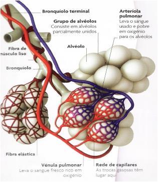 Figura 3 Representação esquemática dos brônquios com a respectiva rede capilar para poder oc orrer a hematose (retirado de Parker S.