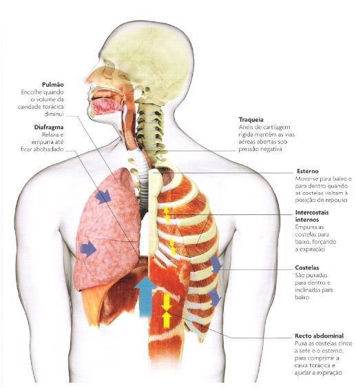 EXPIRAÇÃO O relaxamento do diafragma, dos músculos elevadores das costelas e dos músculos intercostais provoca a diminuição do volume da caixa torácica.
