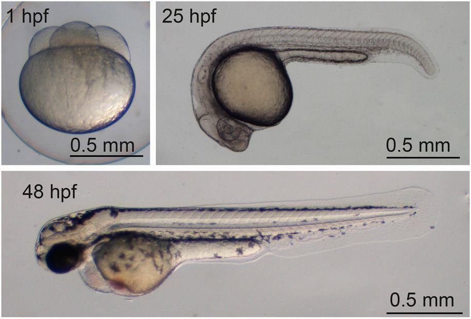 Aspectos abióticos: ph, temperatura, oxigênio dissolvido, dureza da água, etc.