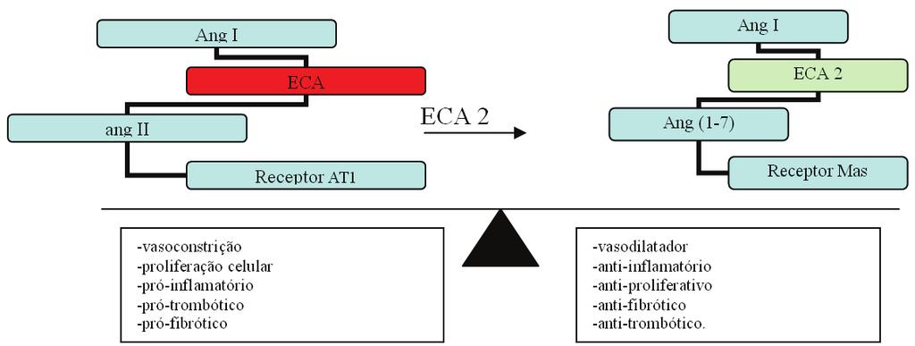 Figura 1- adaptado : Warner F. Clinical Science (2007) 113, 109 118. 2 pacientes com isquemia miocárdica mais avançada 18.