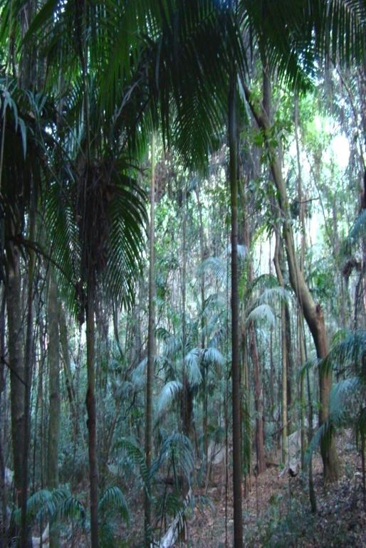 Outro caso bem próximo: palmeira australiana na Reserva do IB RFIB-USP : fragmento