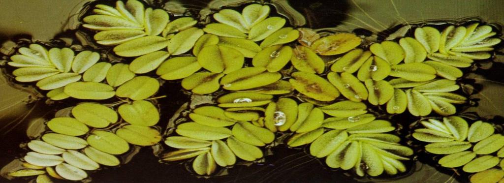 Plantas aquáticas invasoras Eichornia crassipes: pior invasora