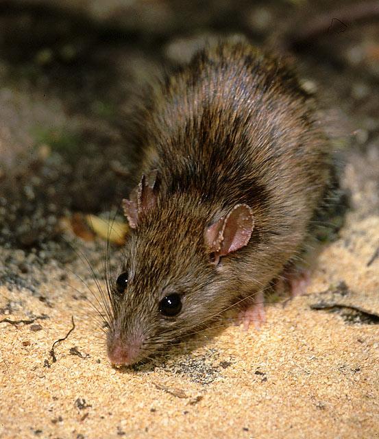 Exemplos de animais: Rattus rattus (rato preto ou