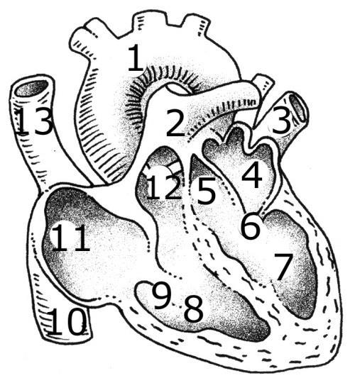 a) 4 é uma artéria que leva sangue do coração para as demais partes do corpo. b) 5 são veias que levam o sangue do coração para os pulmões.
