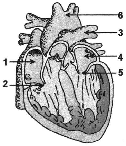 O sangue que deixa o ventrículo direito (VD) e o que deixa o ventrículo esquerdo (VE) irão, respectivamente, para a: a) artéria pulmonar e para a artéria aorta.