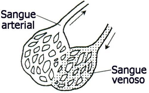 e) do ventrículo direito o sangue é bombeado para a artéria aorta (6). 09. (FGV) No filme Viagem Insólita (direção de Joe Dante, Warner Bros.