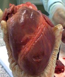 .2.Estudo anatómico do coração..2.. Remover os órgãos do sistema respiratório.
