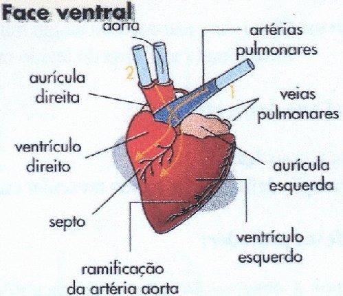 . Esquematizar e legendar uma das faces, dorsal ou ventral..2.6.