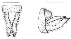 386 Costa et al. Figura 16. Micrathyria stawiarskii: : cercos, vista dorsal; : cerco, vista lateral. Marmels 1990; Novelo-Gutierez & Peña-Olmedo 1991; Measey 1994; Muzon & Ellenrieder 1998). M. hesperis Ris, 1911 - Espécie de pequeno porte (comp.