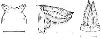 July - September 2002 Neotropical Entomology 31(3) 383 C Figura 3. Micrathyria artemis: : lâmina genital, vista ventral; : cerco, vista lateral; C: cercos, vista dorsal.