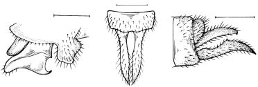Micrathyria borgmeieri: : hâmulo, vista lateral; : cercos, vista dorsal; C: cerco e epiprocto, vista lateral. Comentários Sobre as Espécies M.