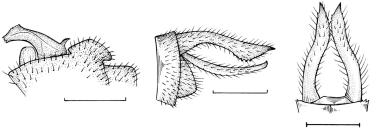 384 Costa et al. C Figura 7. Micrathyria didyma: : hâmulo, vista lateral; : cerco e epiprocto, vista lateral; C: cercos, vista dorsal. Figura. 8.